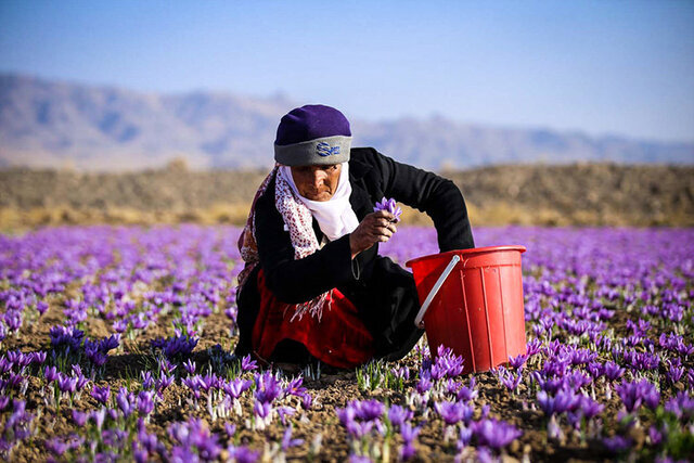استاندارد؛ سپر بلندی در برابر تقلب‌ها برای سرخ‌ترین طلای ایران