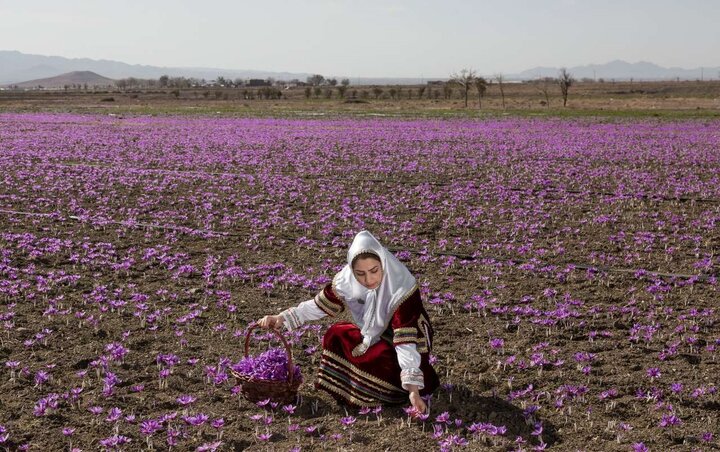 استاندارد؛ سپر بلندی در برابر تقلب‌ها برای سرخ‌ترین طلای ایران