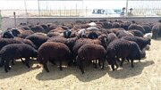ایستگاه اصلاح نژاد گوسفند قره‌گل سرخس؛ تنها مرکز تخصصی کشور برای حفظ یک سرمایه ژنتیکی