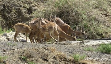 اینجا حیوانات برای آب از امنیت خود می‌گذرند