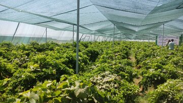 تغییر رویکرد در باغبانی خراسان رضوی با تکیه بر دانش بومی و ارقام مقاوم به تغییرات اقلیمی