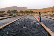 سبزوار؛ قطب صنایع تبدیلی و آبزی‌پروری شرق کشور