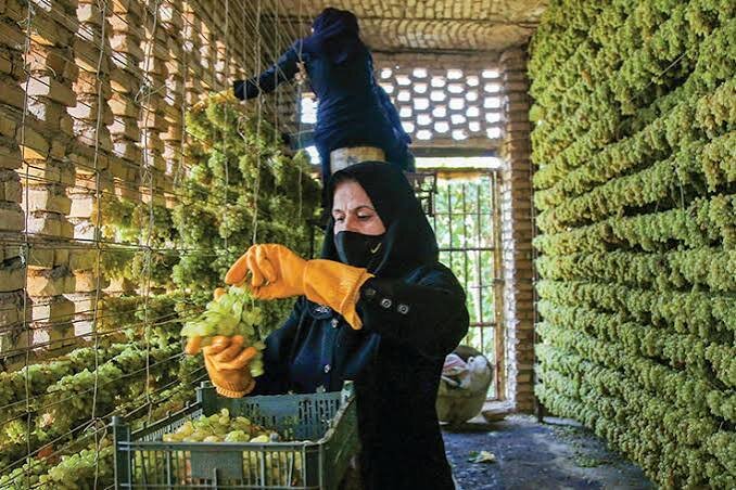 خیانت به طلای سبز خراسان؛ حراج اعتبار در بازارهای جهانی