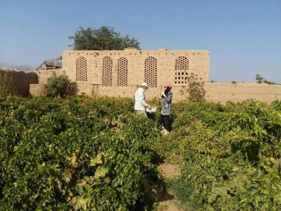 خیانت به طلای سبز خراسان؛ حراج اعتبار در بازارهای جهانی