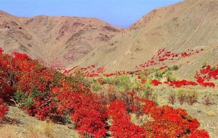 سماق گناباد فاتح بازارهای جهان شد