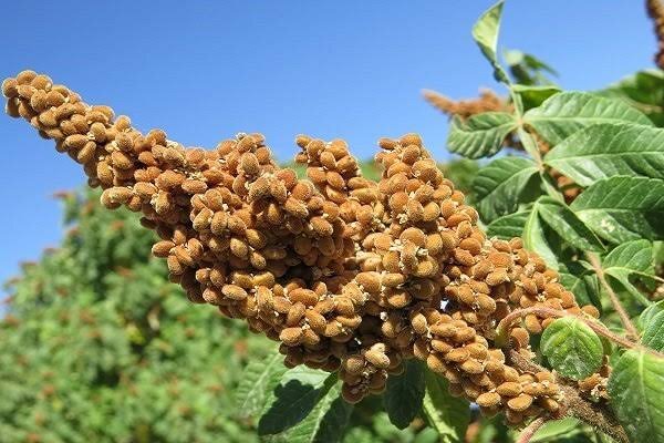 سماق گناباد فاتح بازارهای جهان شد