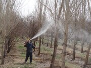 سموم کشاورزی؛ تهدیدی بی‌صدا برای سلامت خانواده‌های روستایی