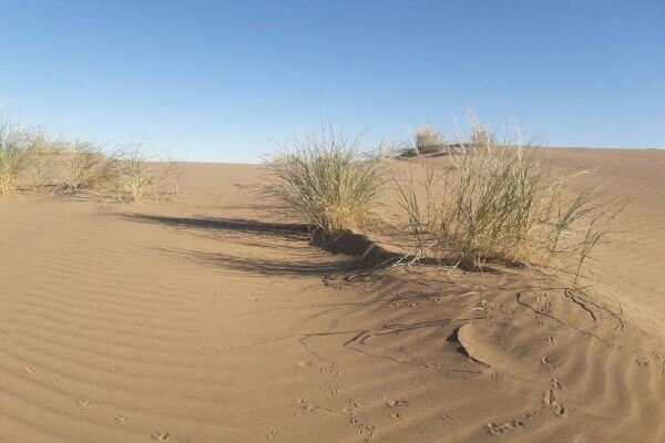 تغییر اقلیم، بسترساز چالشهای جدید در زیستگاههای جانوری