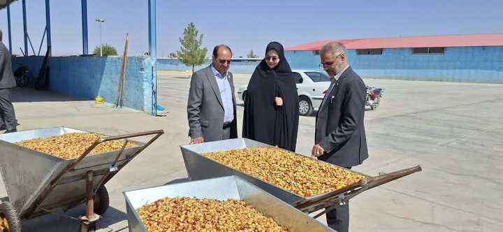 بزرگترین هنرستان کشاورزی کشور، کانون تحول در زنجیره ارزش پسته و محور توسعه اقتصادی خراسان
