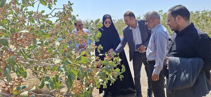 بزرگترین هنرستان کشاورزی کشور، کانون تحول در زنجیره ارزش پسته و محور توسعه اقتصادی خراسان