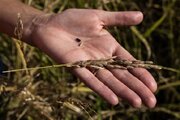 ابتکار ایتالیایی برای مقابله با خشکسالی
