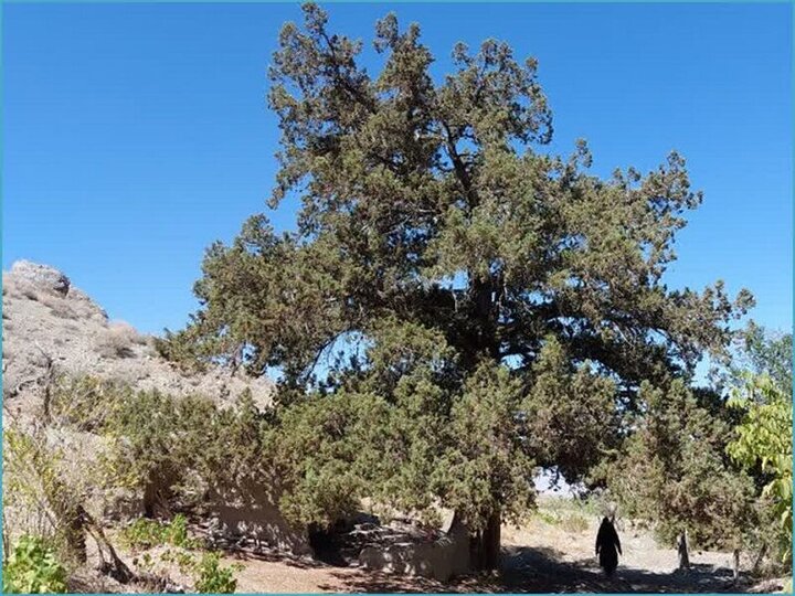 این درختان تاریخ خراسان رضوی را به یاد دارند