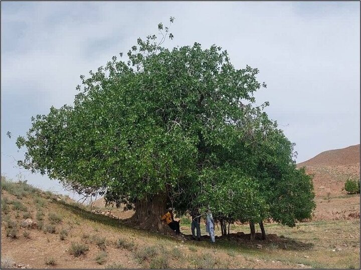 این درختان تاریخ خراسان رضوی را به یاد دارند