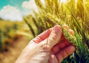 کاهش مواد مغذی غذاها؛ چالش جدید داروهای لاغری