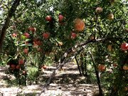 یاقوت‌های سرخ بجستان؛ محصولی پرطرفدار در بازارهای داخلی و خارجی