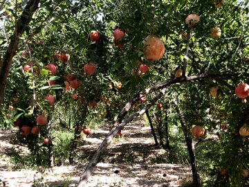 یاقوت‌های سرخ بجستان؛ محصولی پرطرفدار در بازارهای داخلی و خارجی