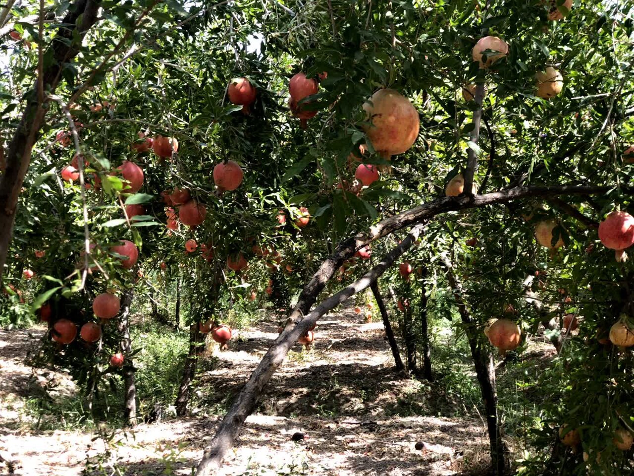 یاقوت‌های سرخ بجستان؛ محصولی پرطرفدار در بازارهای داخلی و خارجی
