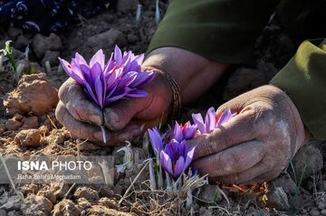 پیش‌بینی تولید بیش از ۶ تن زعفران نگین در قوچان