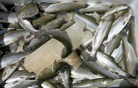 تلاش برای نجات ماهی‌های گرفتار در گودال‌های تالاب میانگران