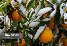 سرما به مزارع کشاورزی دزفول خسارت زد