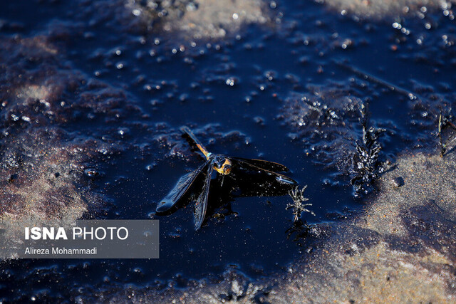 آلودگی نفتی محیط زیست در غرب خوزستان دبیرخانه پدافند غیرعامل محیط زیست خوزستان راهاندازی شد