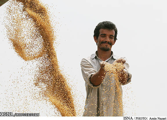 مطالبات گندم‌کاران ‌خوزستانی‌ کی پرداخت می‌شود؟