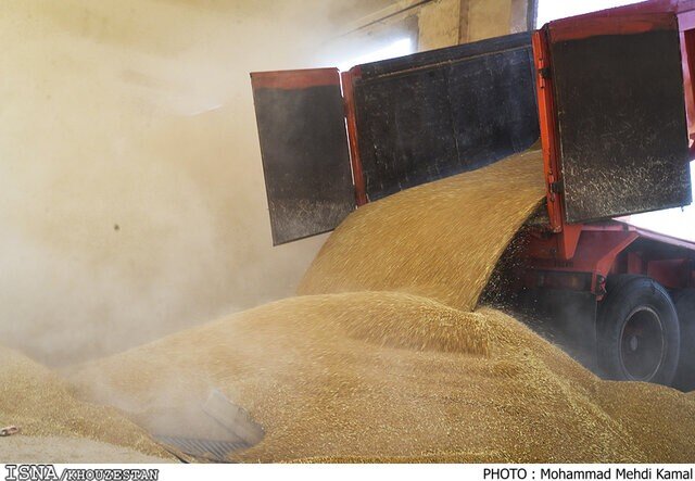 پیش‌بینی افزایش ۲۵ درصدی خرید گندم در خوزستان