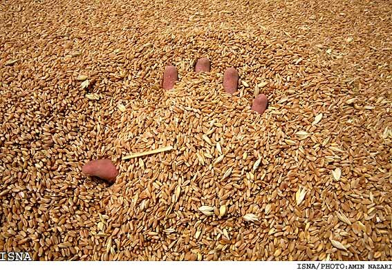 ۱۷۰ هزار تن گندم در شوشتر برداشت می‌شود
