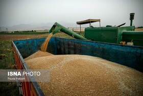 بیش از ۳۷ هزار تن گندم در شوشتر خریداری شد