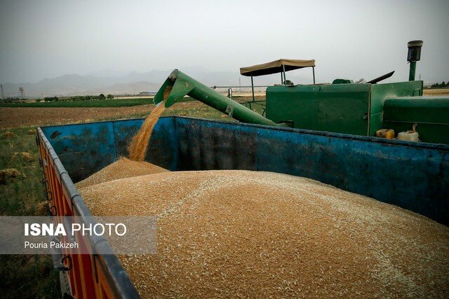آخرین آمار خرید محصول گندم در خوزستان