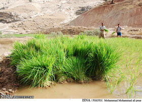 ممنوعیت کشت برنج در حوضه‌های مارون، جراحی و زهره‌ هندیجان