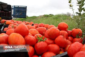 پیش‌بینی برداشت ۵۵ هزار تن گوجه از باغات حمیدیه