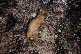 آتش سوزی در جنگلهای منطقه حفاظت شده کرخه