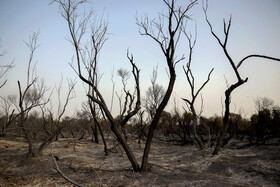 آتش سوزی در جنگلهای منطقه حفاظت شده کرخه