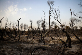 آتش سوزی در جنگلهای منطقه حفاظت شده کرخه