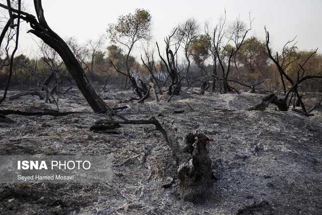 ۵۰ هزار اصله درخت و نهال در آتش "کرخه" سوخت