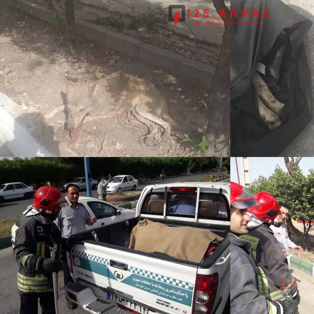 پرسه گرگ در کیانپارس اهواز