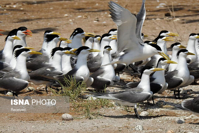 سفر به جزیره "دارا"، بهشت کوچک پرندگان خلیج فارس