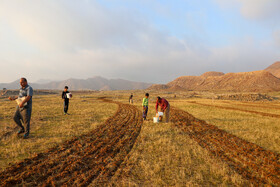 کشاورزان  در اراضی منطقه گلک مسجدسلیمان درحال بذرپاشی هستند.