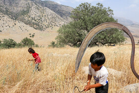 برداشت گندم به روش سنتی با داس