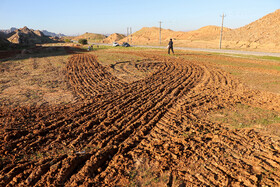 آماده سازی زمین برای کشت گندم