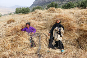 زنان در زمان برداشت گندم مشارکت می‌کنند.