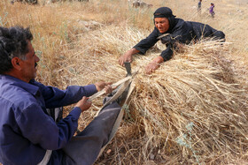 گلاب صادقی ۳۹ ساله با کمک همسرش نوذر از طلوع صبح تا واپسین ساعتهای روز در گندمزار فعالیت می‌کند.