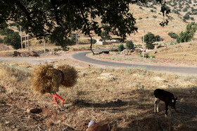 در ابتدای جاده ورودی به روستای «طالپا» زمین های کشاورزی زیای وجود دارد.