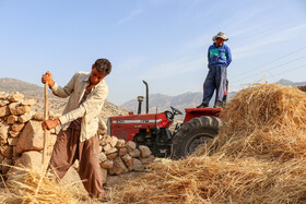 کشاورزان، گندم‌های روستای چشمه زنان در بخش دشتگل برای ورود به مخزن تراکتور مهیا می‌شوند.