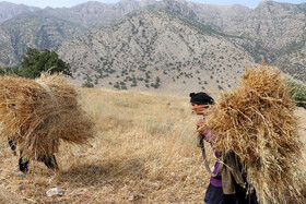 زنان روستای « بردلون» گندم های چیده را به تعداد زیاد بر دوش گرفته تا آنها را برای ورود به مرحله بعدی  مهیا کنند. روستای بردلون در میان انبوهی از جنگلهای بلوط قرار گرفته است.
