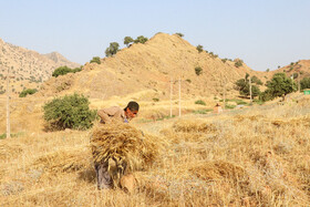 کشاورزی از اهالی روستای طالپا در حال جمع کردن بسته های گندم است. درگویش بختیاری به این بسته ها  بافه می گویند.