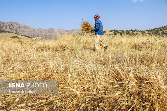 آخرین روزهای خرید گندم و کلزا از کشاورزان خوزستانی