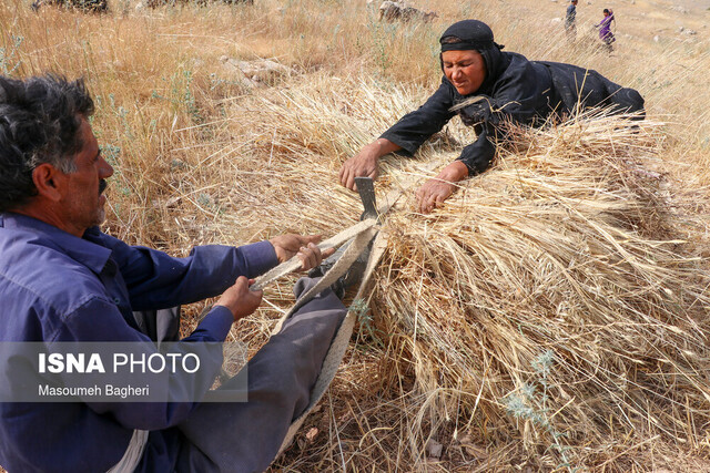 خوزستان صدرنشین تولید گندم / خرید بیش از یک میلیون و ۲۰۰ هزار تن گندم