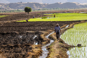 کاشت برنج در بخش سوسن شهرستان ایذه - خوزستان